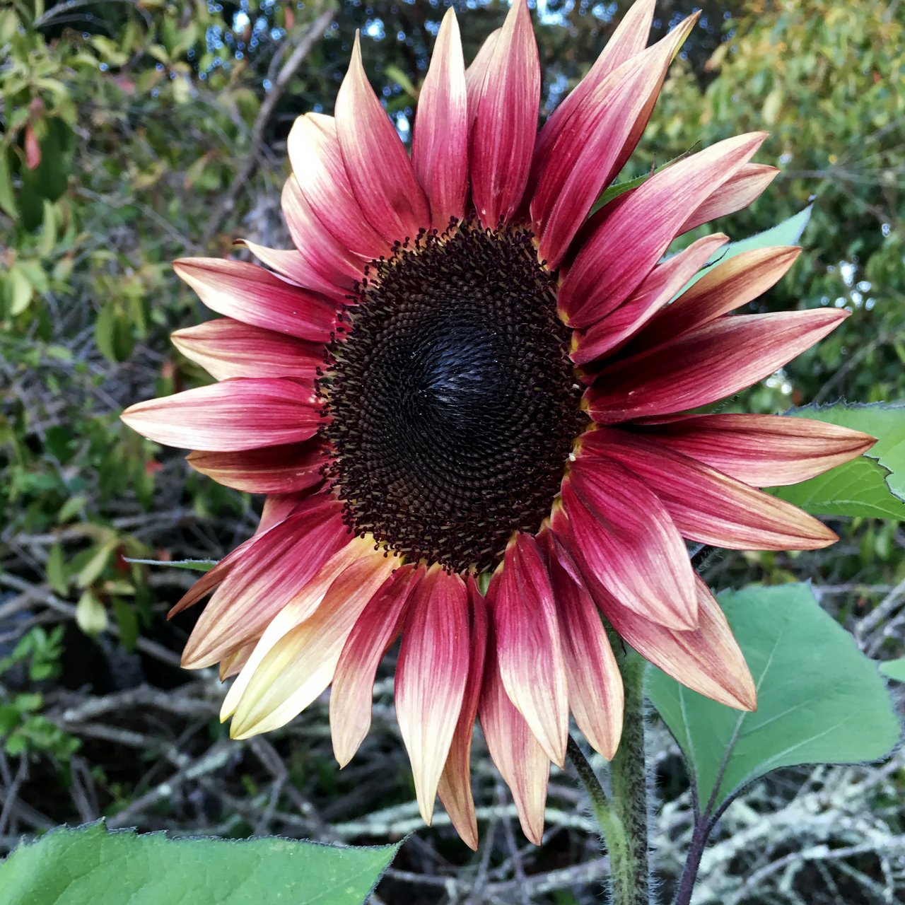 Helianthus annuus cultivar ProCut Plum, capitule bicolore rouge acajou-chocolat, variété horticole RHS illustrant le décalage chromatique entre jaune vif classique et cultivars rouges/chocolat