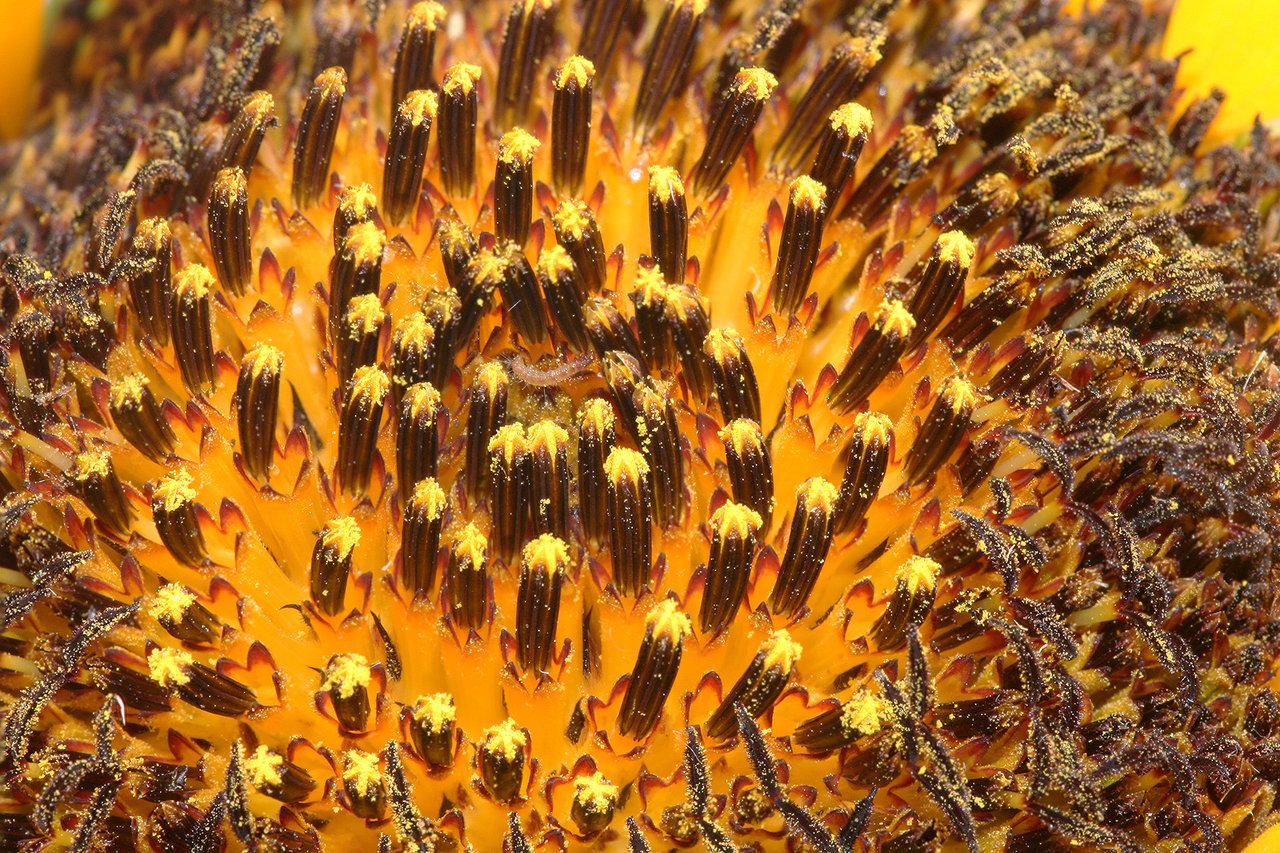 Macro des fleurons du disque central d'un capitule de Helianthus annuus montrant la spirale de Fibonacci, phyllotaxie, angle d'or 137,5°, callout Fibonacci H2-2