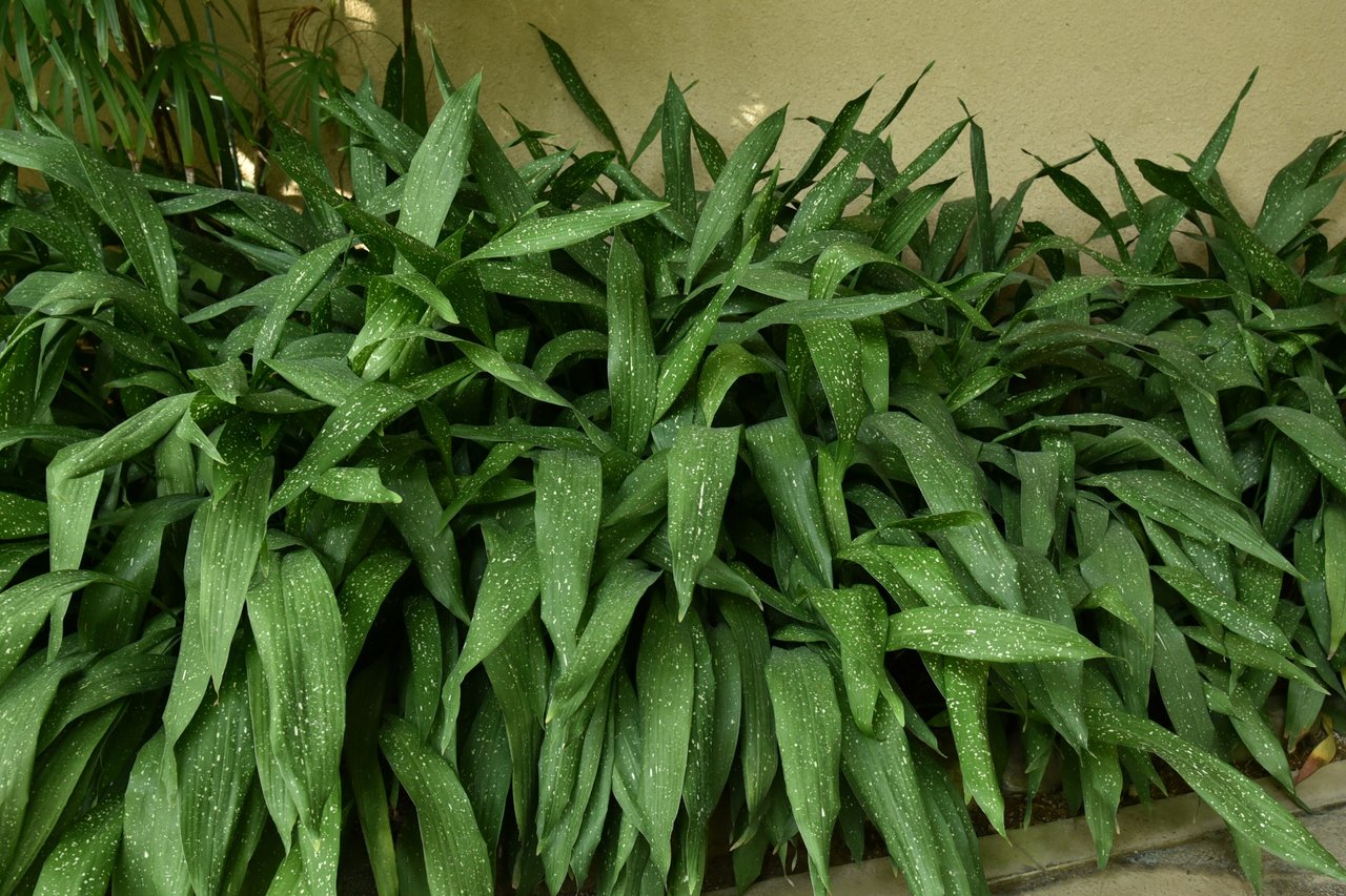 Feuillage sombre et dressé d'aspidistra