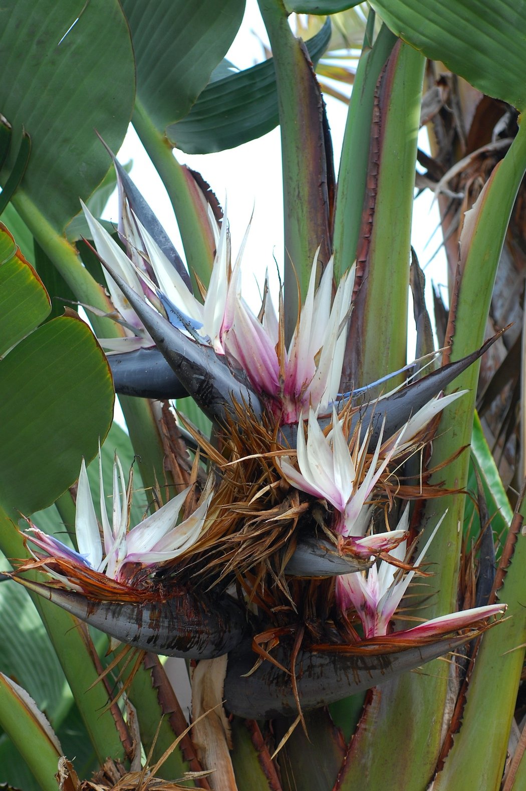 Grandes feuilles dressées de strelitzia de Nicolaï