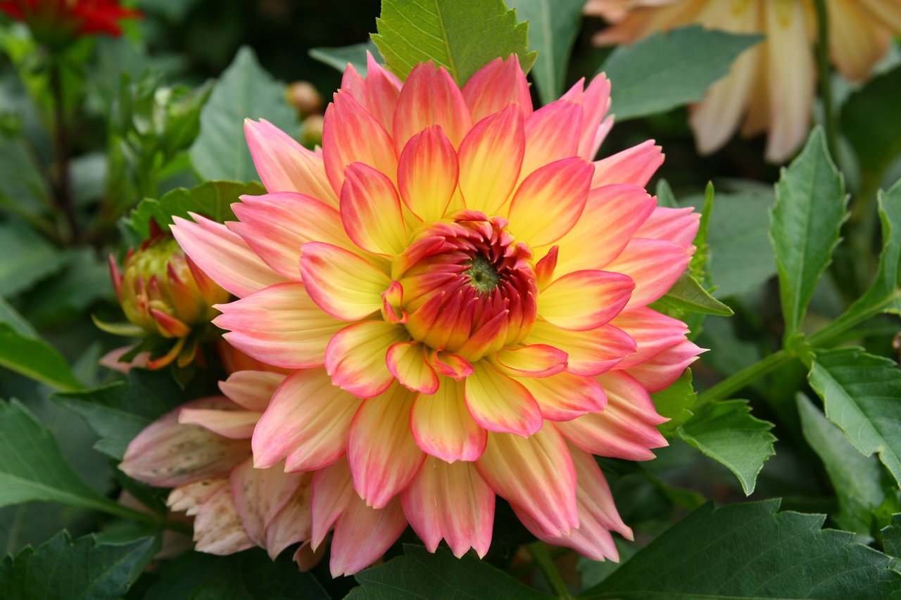 Fleur de dahlia décoratif (Dahlia 'Graceland') aux pétales pâles rose et jaune