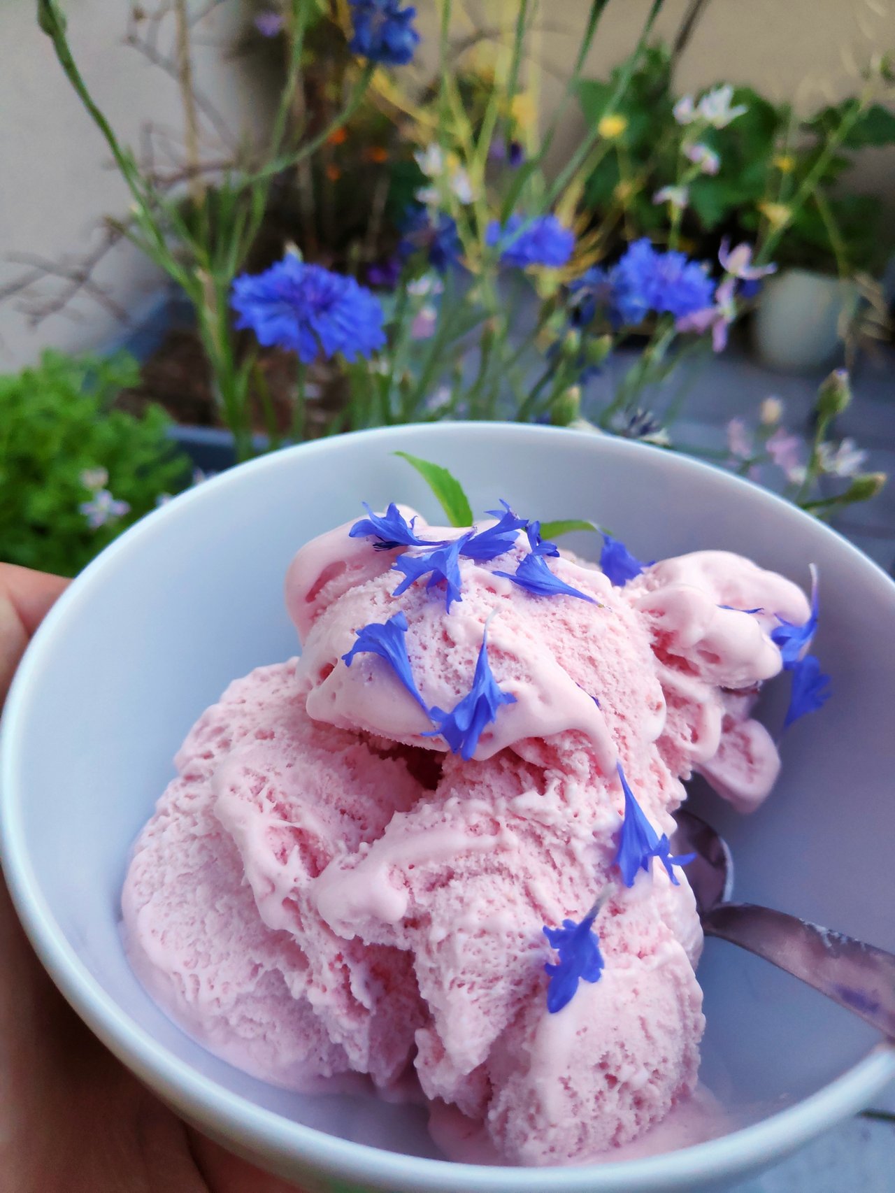 Pétales de bleuet (Centaurea cyanus) déposés sur une coupe de glace à la fraise : fleur comestible utilisée en décoration culinaire, illustration des usages contemporains du bleuet à côté de la tisane, du bain d'œil et de l'eau florale (hydrolat) encadrée par l'ANSM