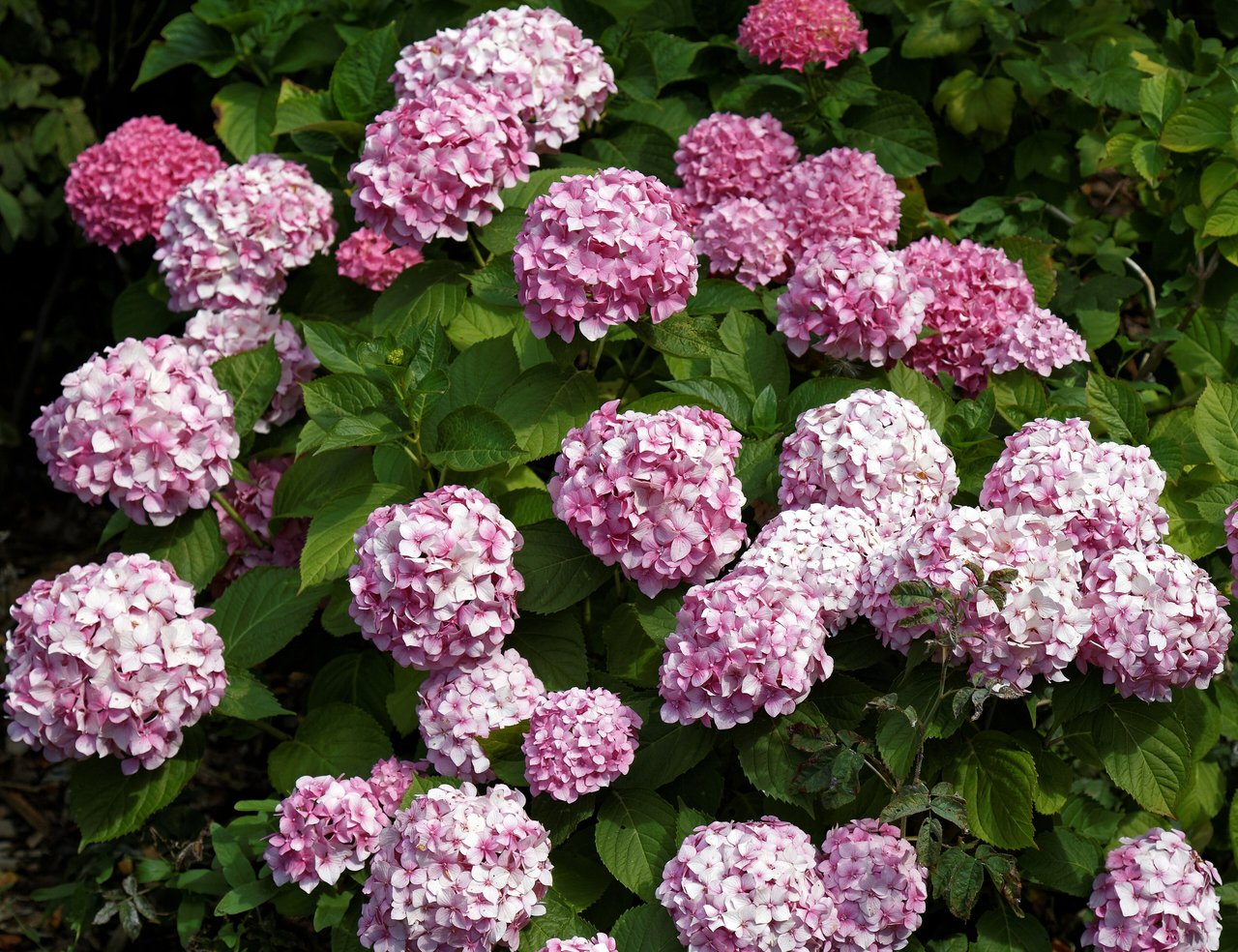 Massif d'hortensias (Hydrangea macrophylla) en pleine floraison rose et bleue le long d'un mur, sous une lumière douce