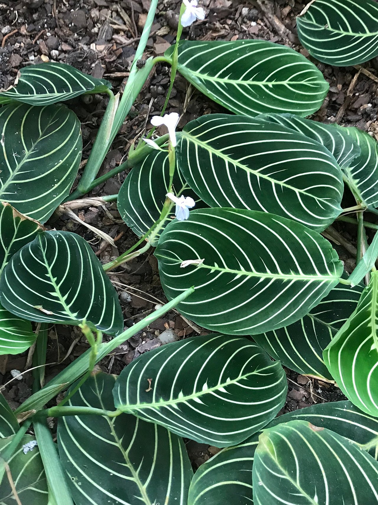 Feuilles nervurées de maranta aux motifs marqués