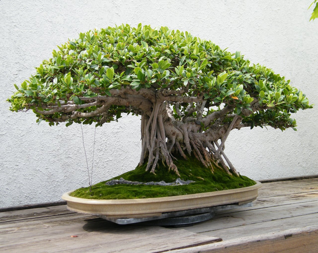 Bonsaï mature de Ficus microcarpa 'Retusa' formé sur plusieurs décennies, geste exigeant rarement adapté en cadeau pour débutant