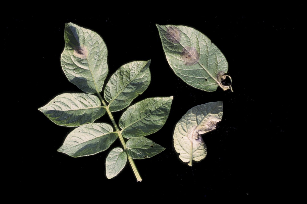 Feuille de pomme de terre atteinte du même mildiou (Phytophthora infestans), taches huileuses brunes, plante hôte réservoir voisine de la tomate