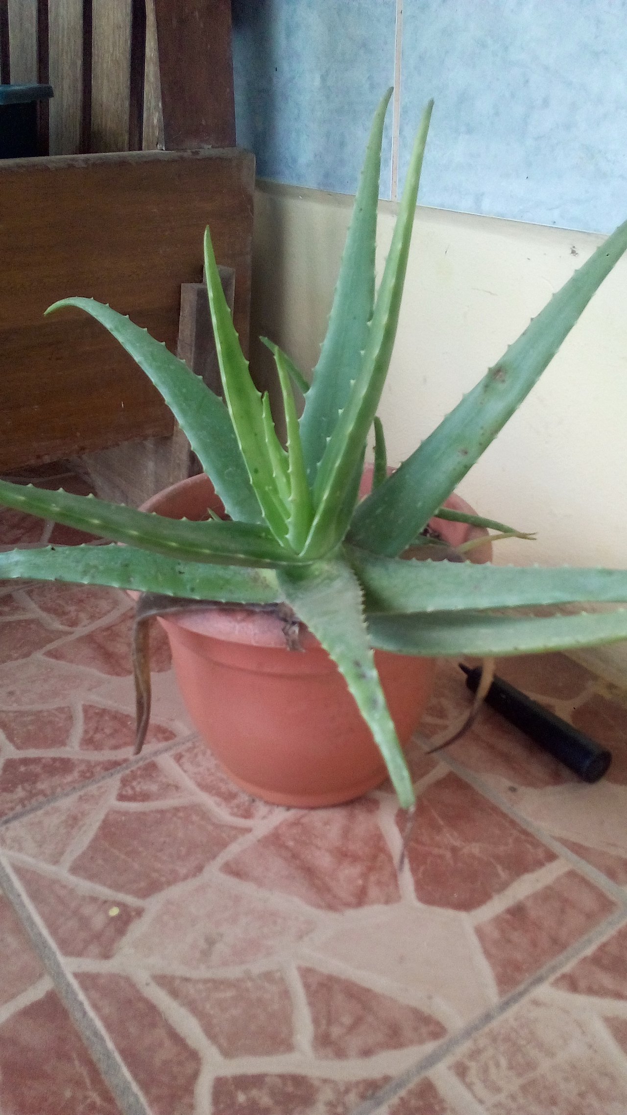 Aloe vera en pot aux feuilles épaisses et charnues