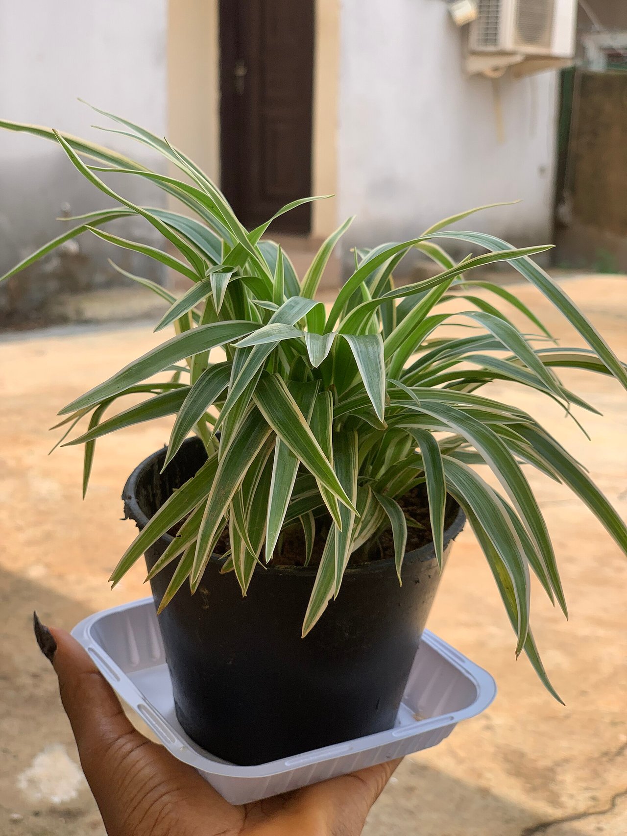 Plante araignée (Chlorophytum comosum) en pot, non toxique pour chat et chien