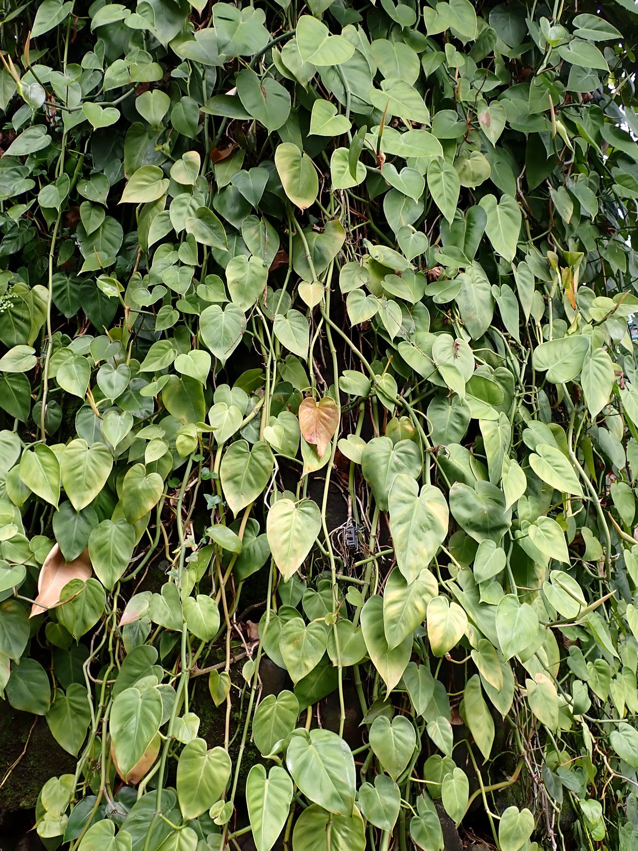 Philodendron à feuilles cordiformes vert vif en pot
