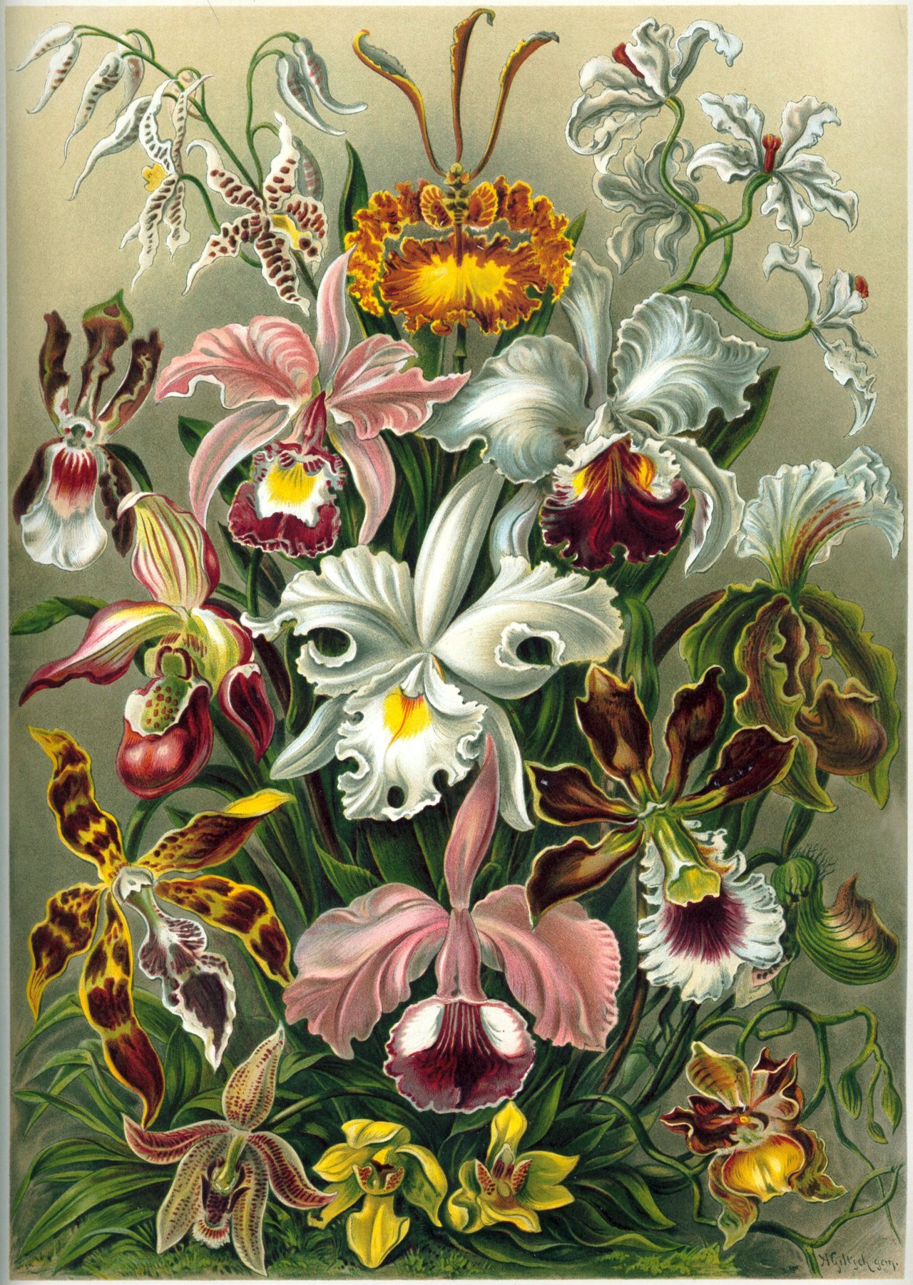 Ernst Haeckel, Kunstformen der Natur 1899 planche 74 « Orchideae », composition lithographique de Cattleya, Odontoglossum, Oncidium, Cypripedium, signification orchidée par genre botanique