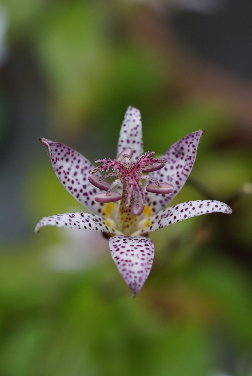 Fleur mouchetée de tricyrtis, presque orchidée, sur tige arquée