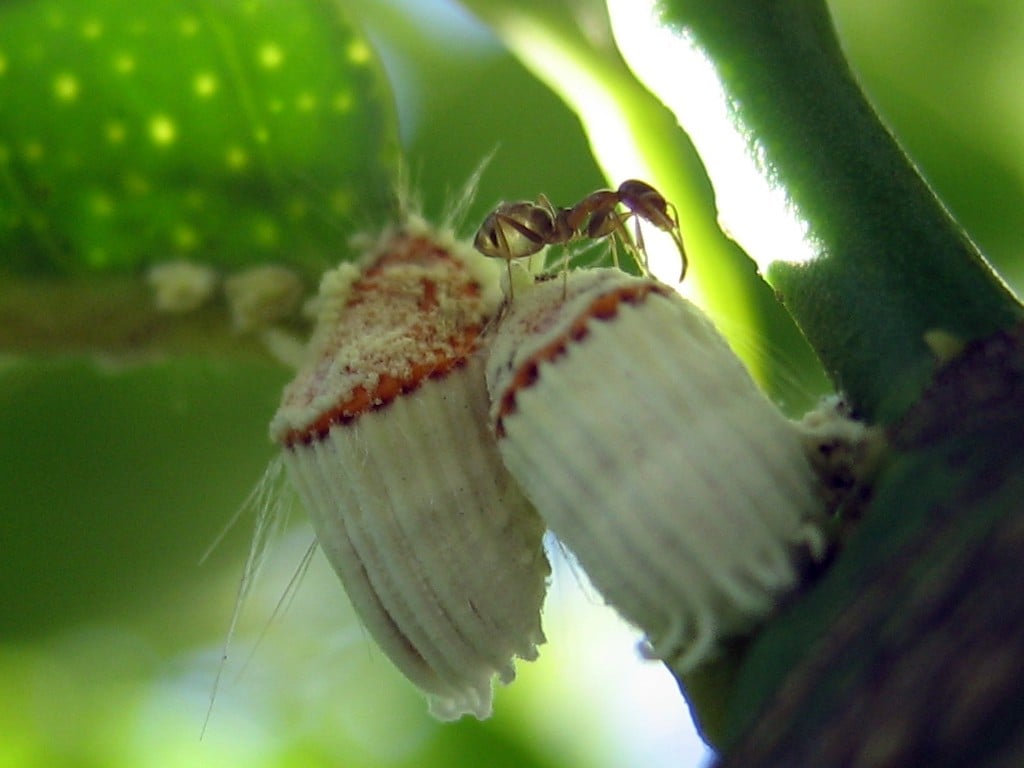 Cochenille à carapace sur une feuille de citronnier avec une fourmi récoltant le miellat collant