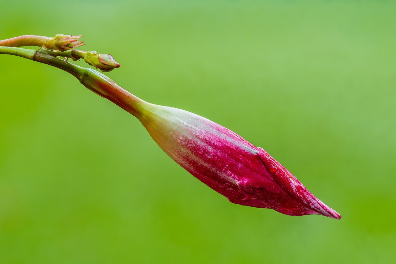 Fleur rose de dipladénia grimpant s'ouvrant à côté d'un bouton, sur fond de feuillage vert luisant