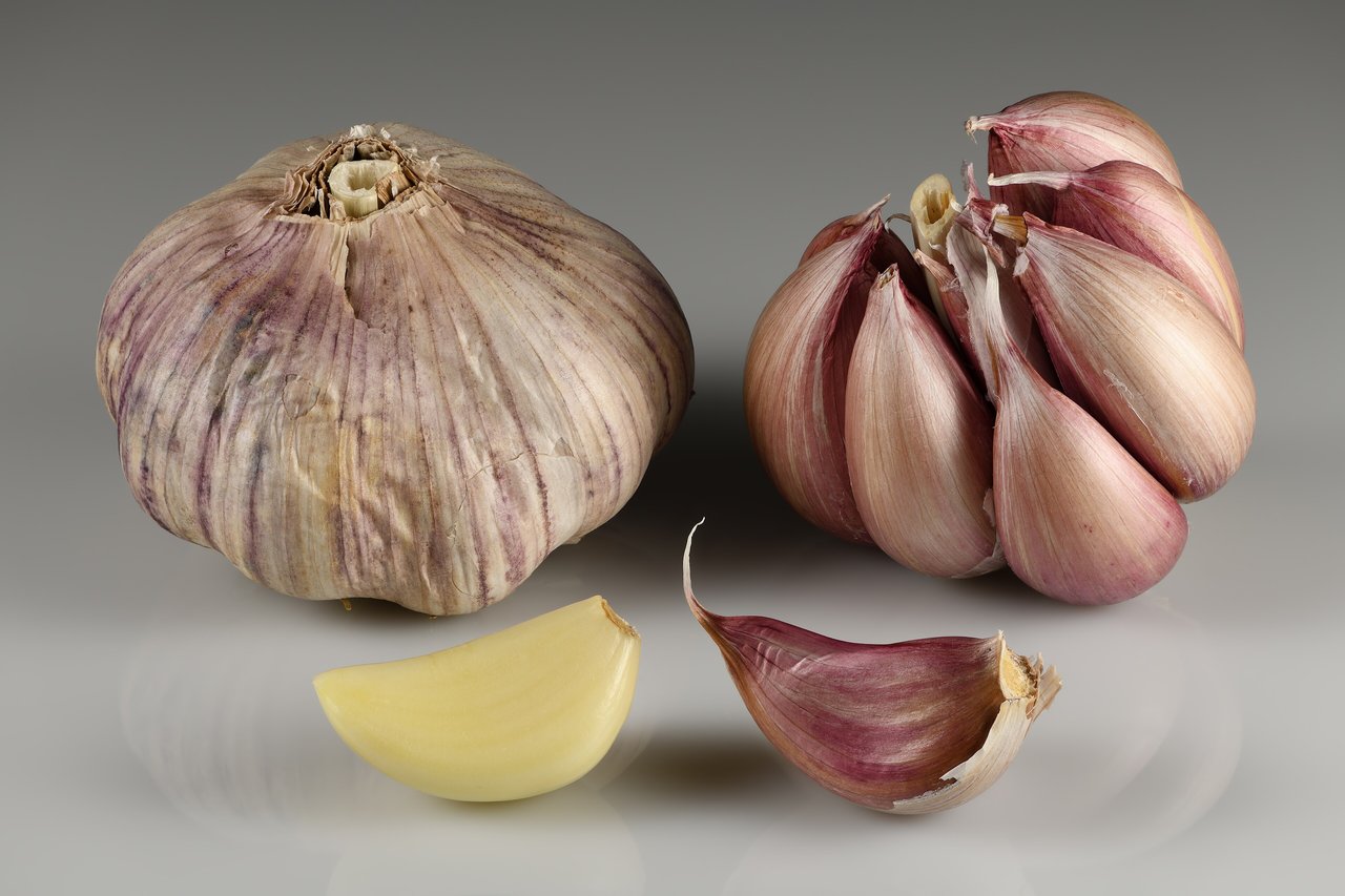 Celé palice a oddělené stroužky česneku Allium sativum, ostrá botanická fotografie