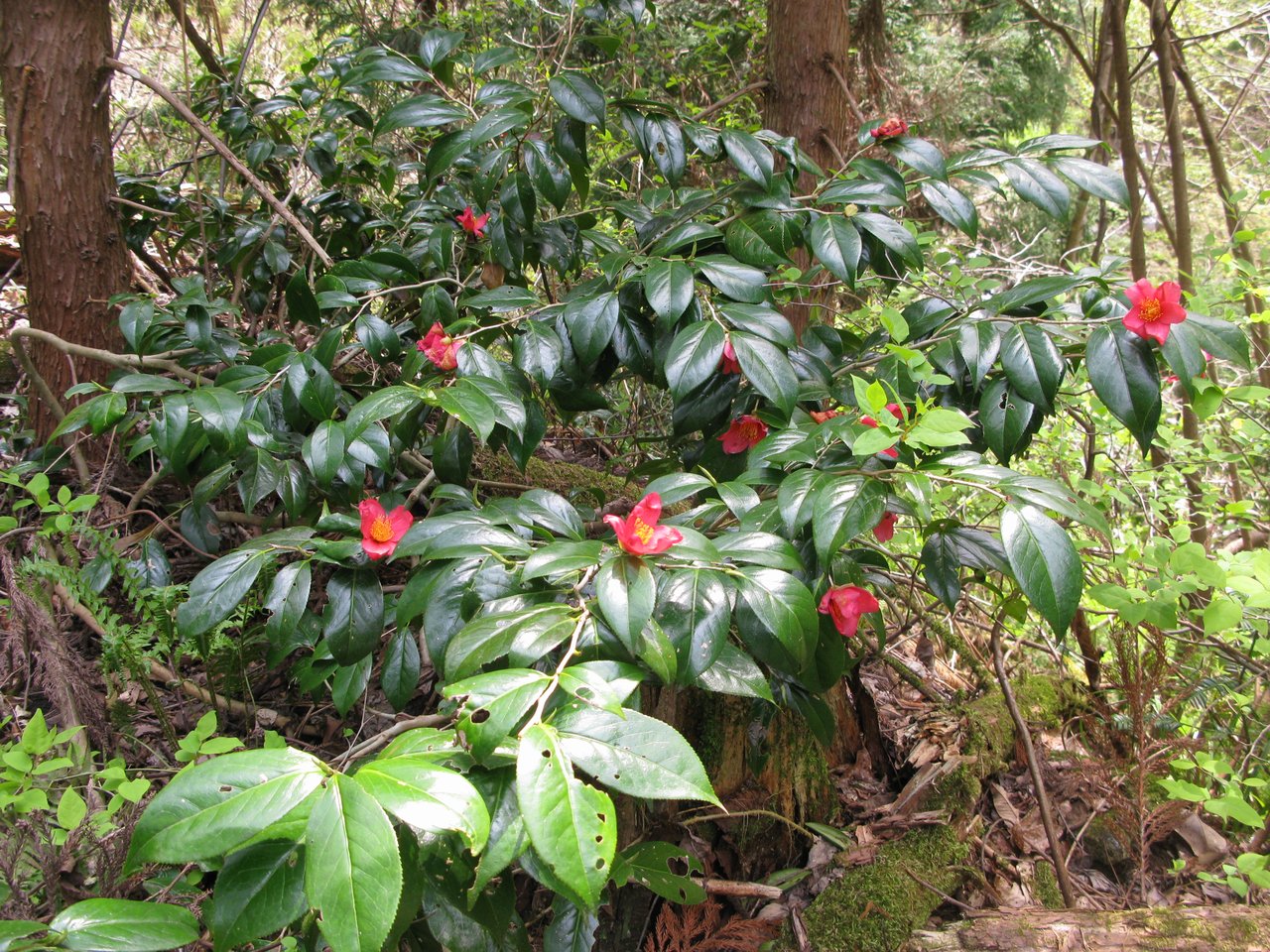 Cubaki (Camellia japonica) v plnom červenom kvete, japonská kamélia, piaty kľúčový kvet hanakotoby po sakure, kiku, ume a adžisai.