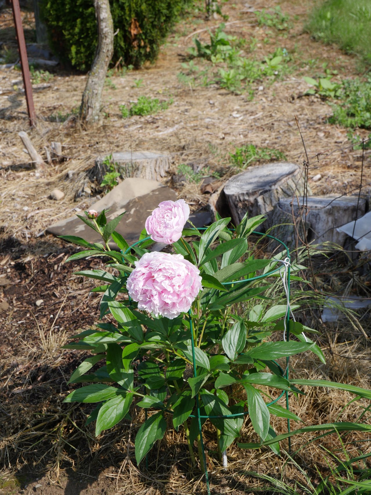 Paeonia lactiflora 'Sarah Bernhardt' (Lemoine 1906), cultivar rose pâle de référence pour la signification pivoine amour naissant