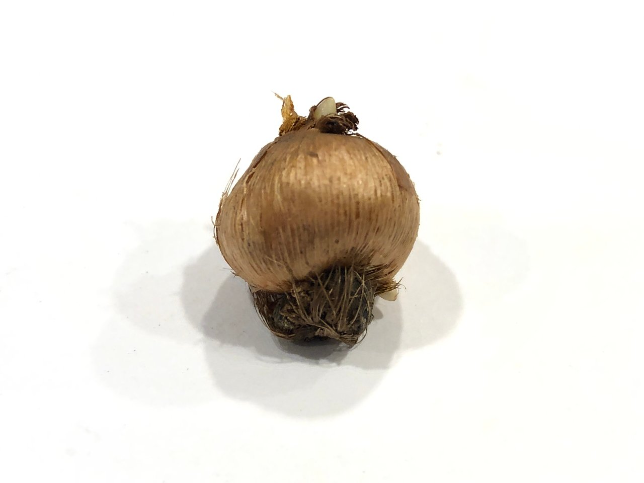 Corme de Crocus tommasinianus prêt à planter, structure solide et homogène typique d'une tige souterraine
