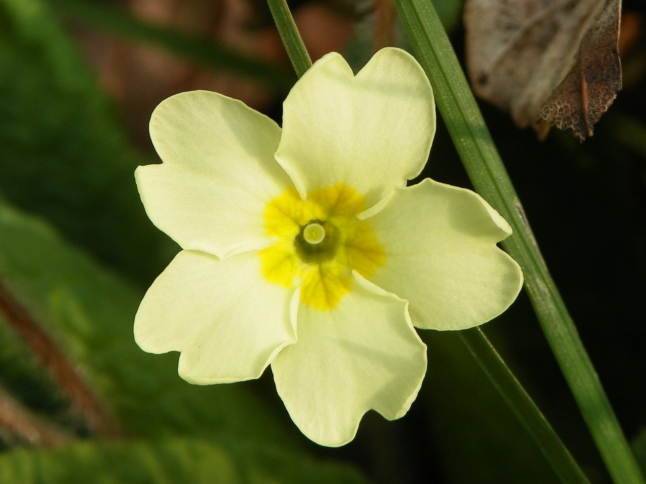 Fleurs jaune pâle de primevère commune au ras du sol