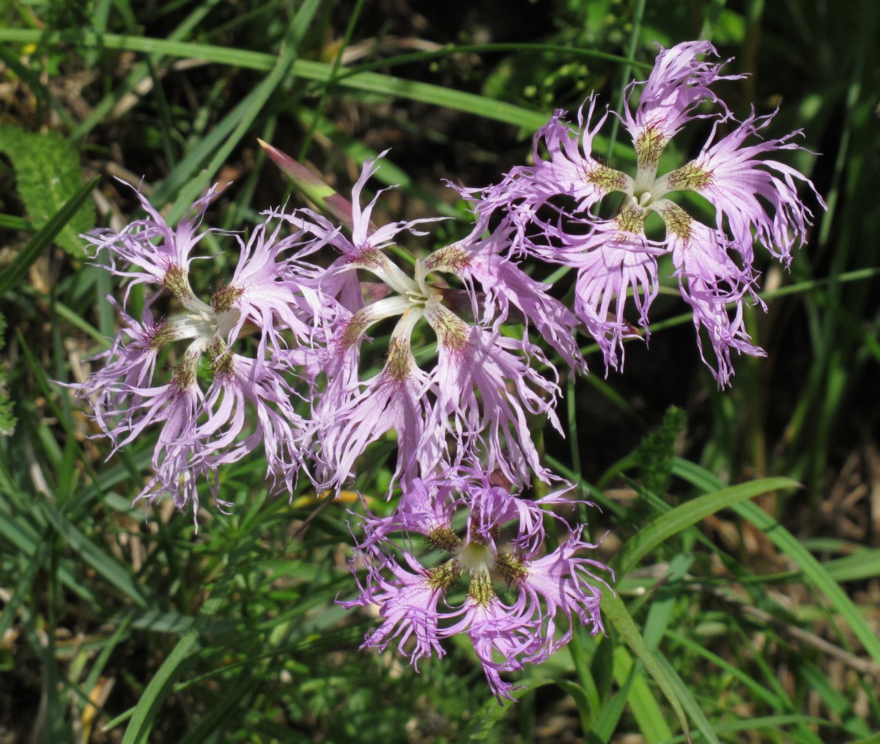 Dianthus superbus, hvozdík nádherný, jemně rozeklané plátky, sesterský druh florálního karafiátu