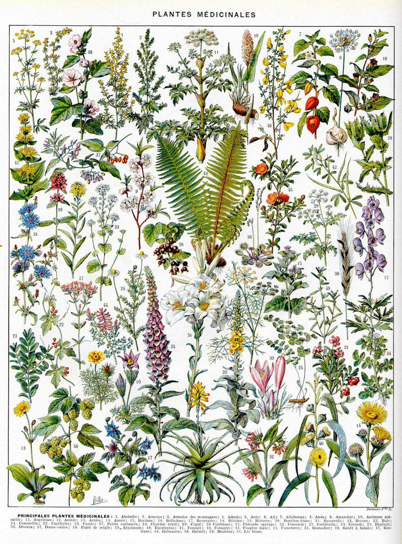 Planche botanique 'Plantes médicinales' du Larousse du XXe siècle (1932), illustration scientifique multi-espèces aux planches lithographiées