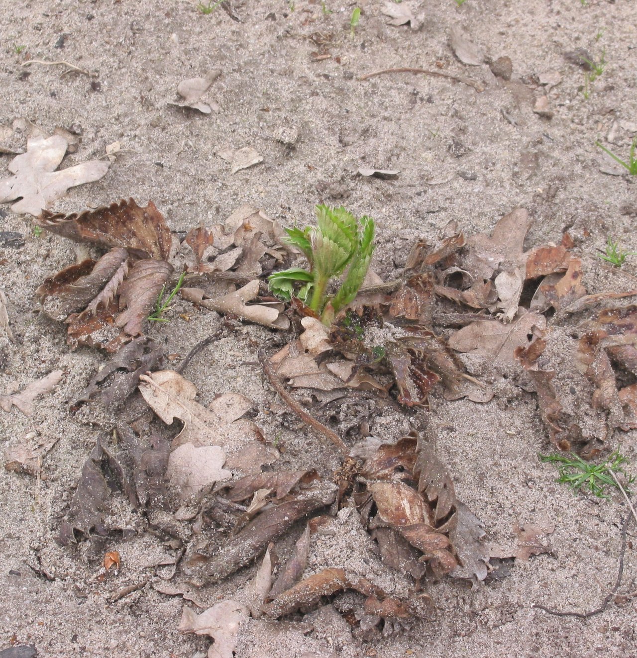 Vieille souche de fraisier au redémarrage de printemps, couronne au ras du sol cernée par les feuilles brunes de l'année précédente, une seule pousse verte au centre