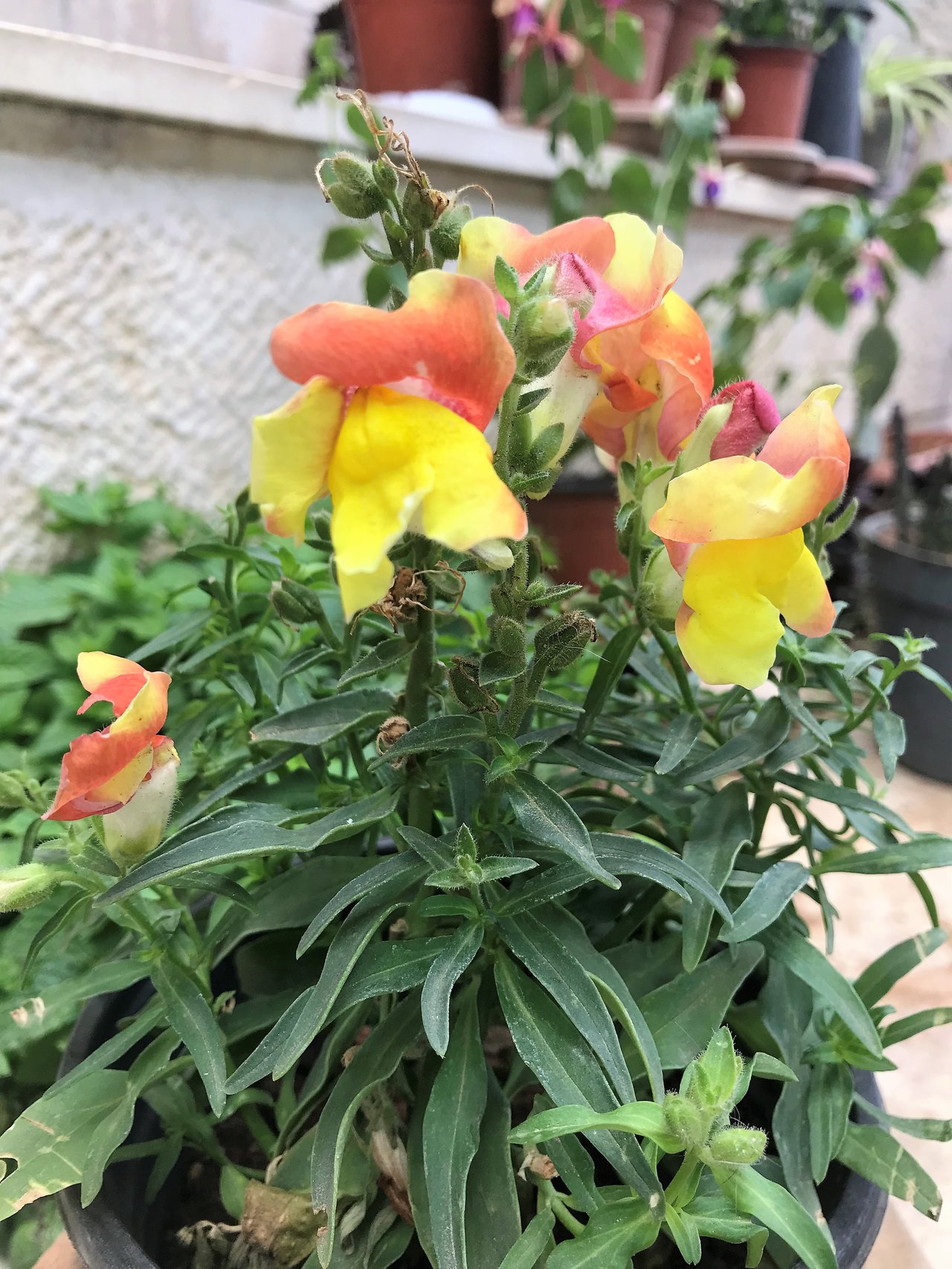 Pestrofarebné papuľky (Antirrhinum majus) v kvete na letnom záhone