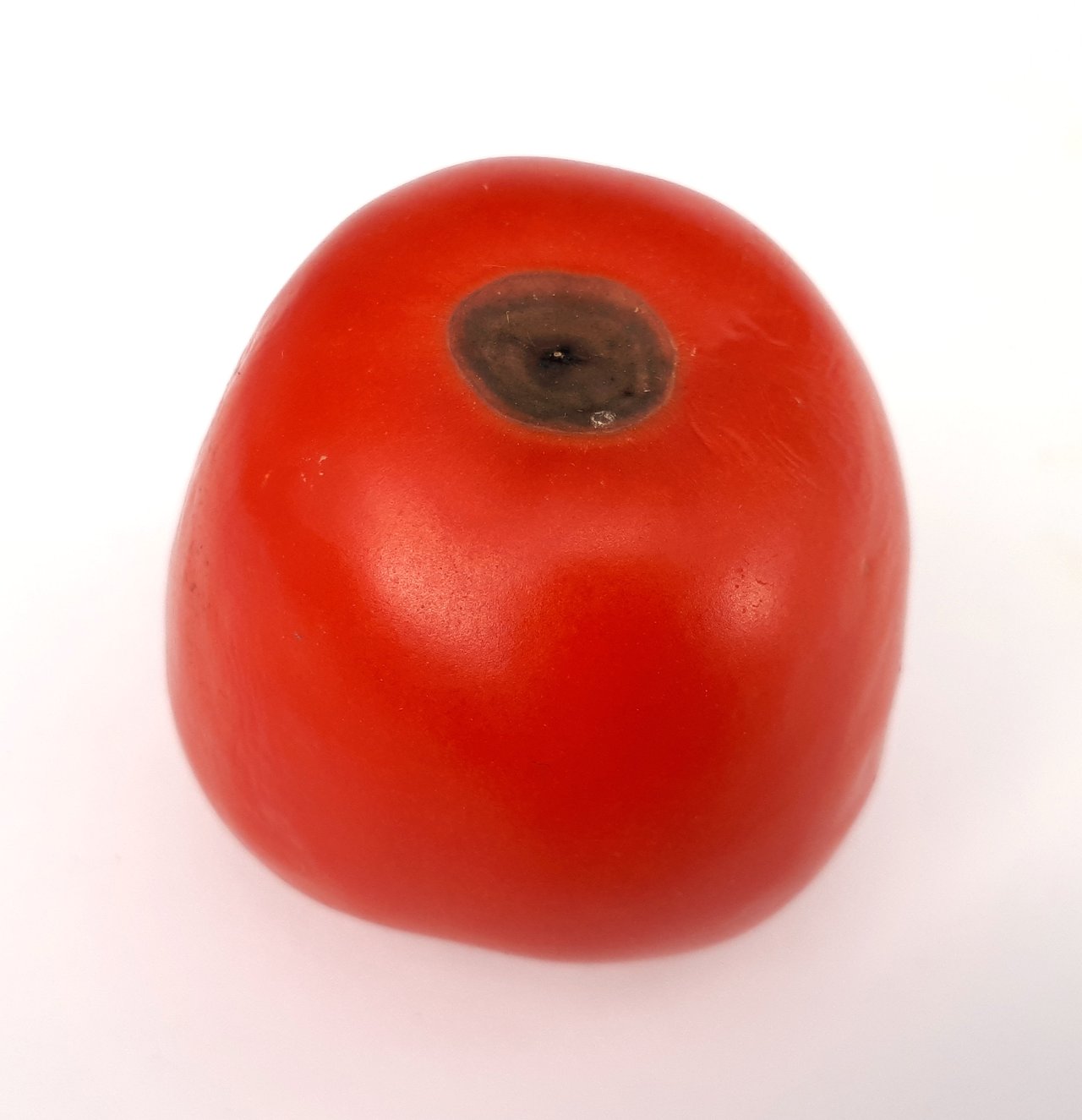 Tomate atteinte de cul noir, zone noire affaissée à l'apex du fruit due à une carence en calcium et non à un pathogène