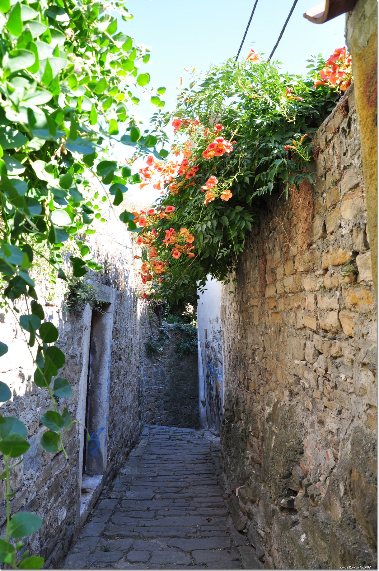 Bignone couvrant un mur ancien de trompettes orangées