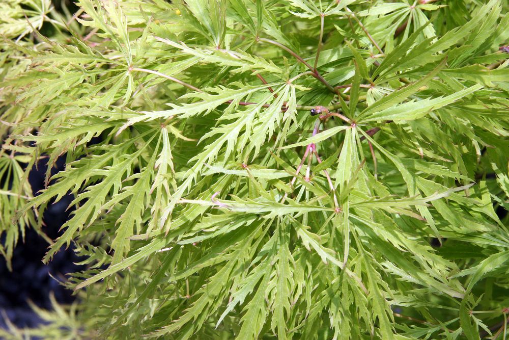 Feuillage vert finement lacinié d'un érable du Japon dissectum 'Viridis'