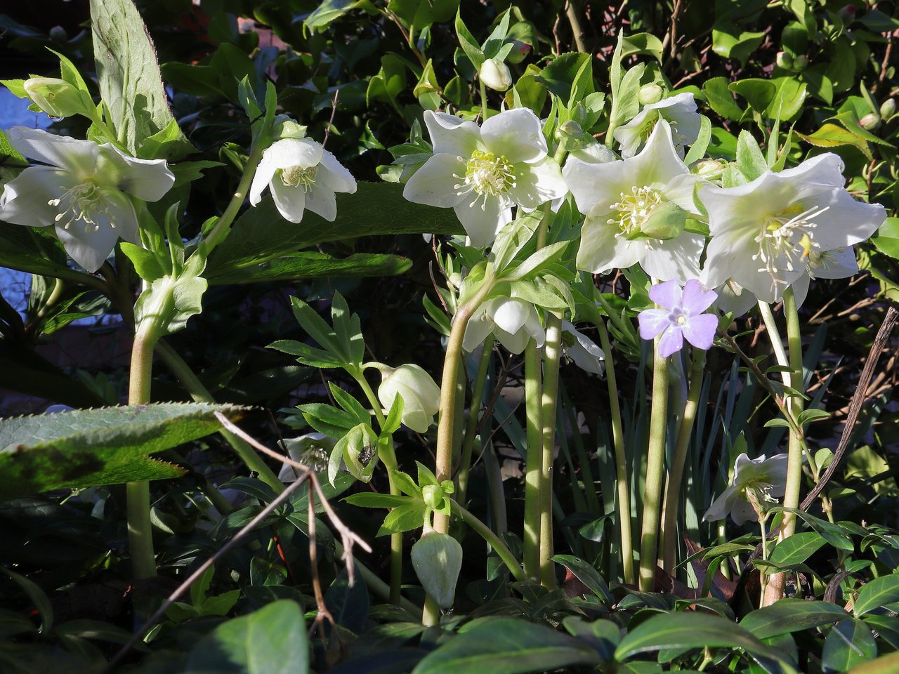Fleur blanche d'hellébore de Noël en floraison hivernale