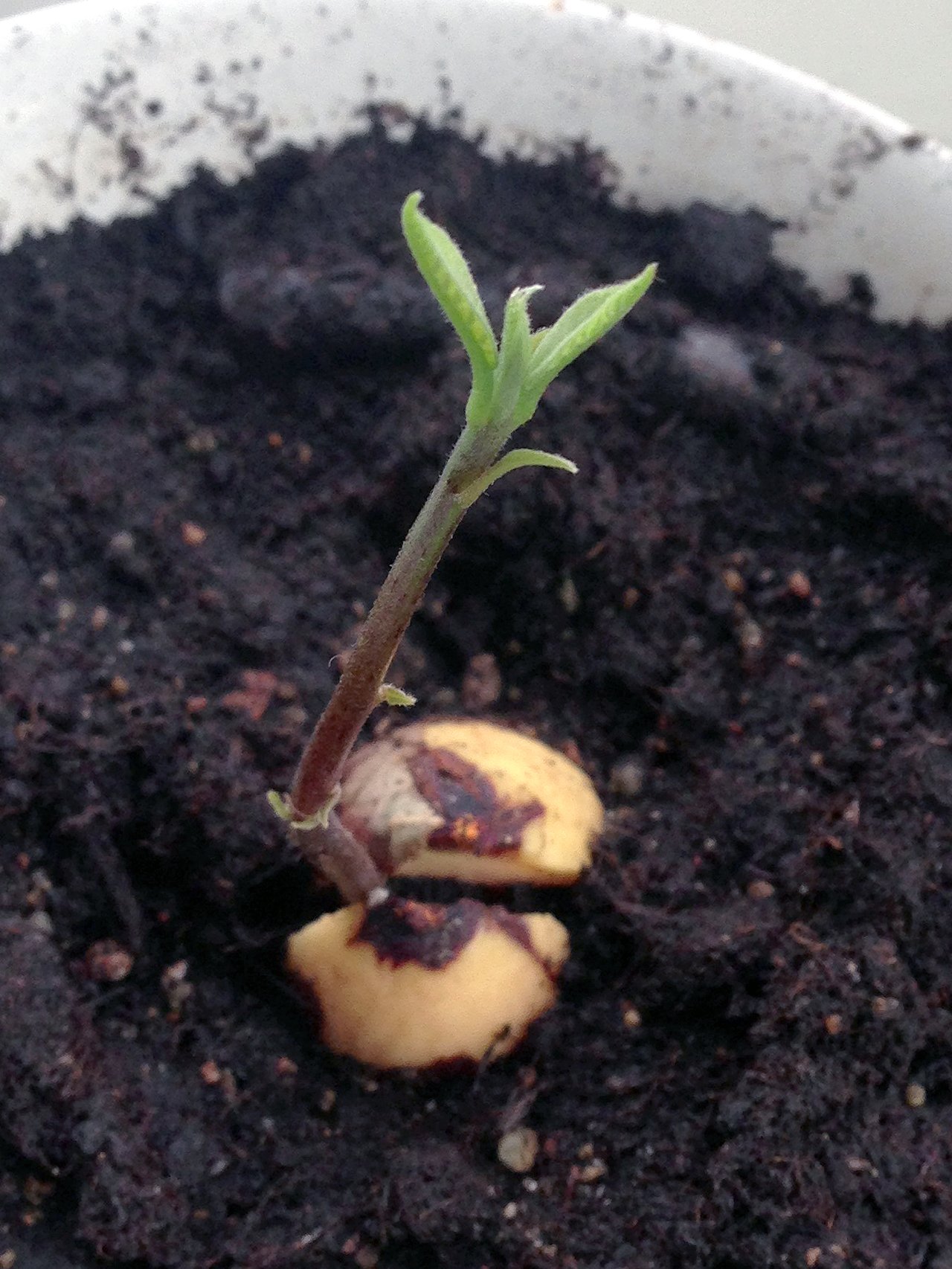 Noyau d'avocat fendu montrant la fente verticale et l'apparition de la tige, repère du bon déroulement de la germination