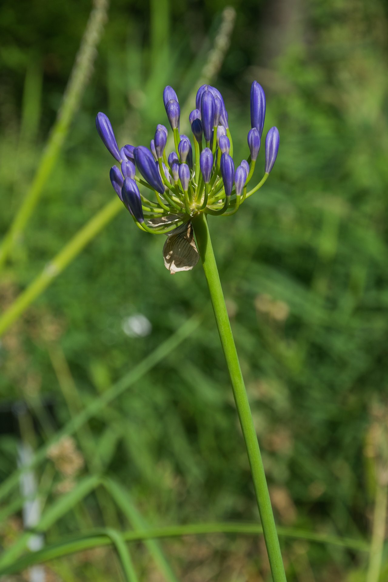 Ombelle de fleurs bleues d'agapanthe (Agapanthus africanus) portée par une haute tige au-dessus d'un feuillage rubané