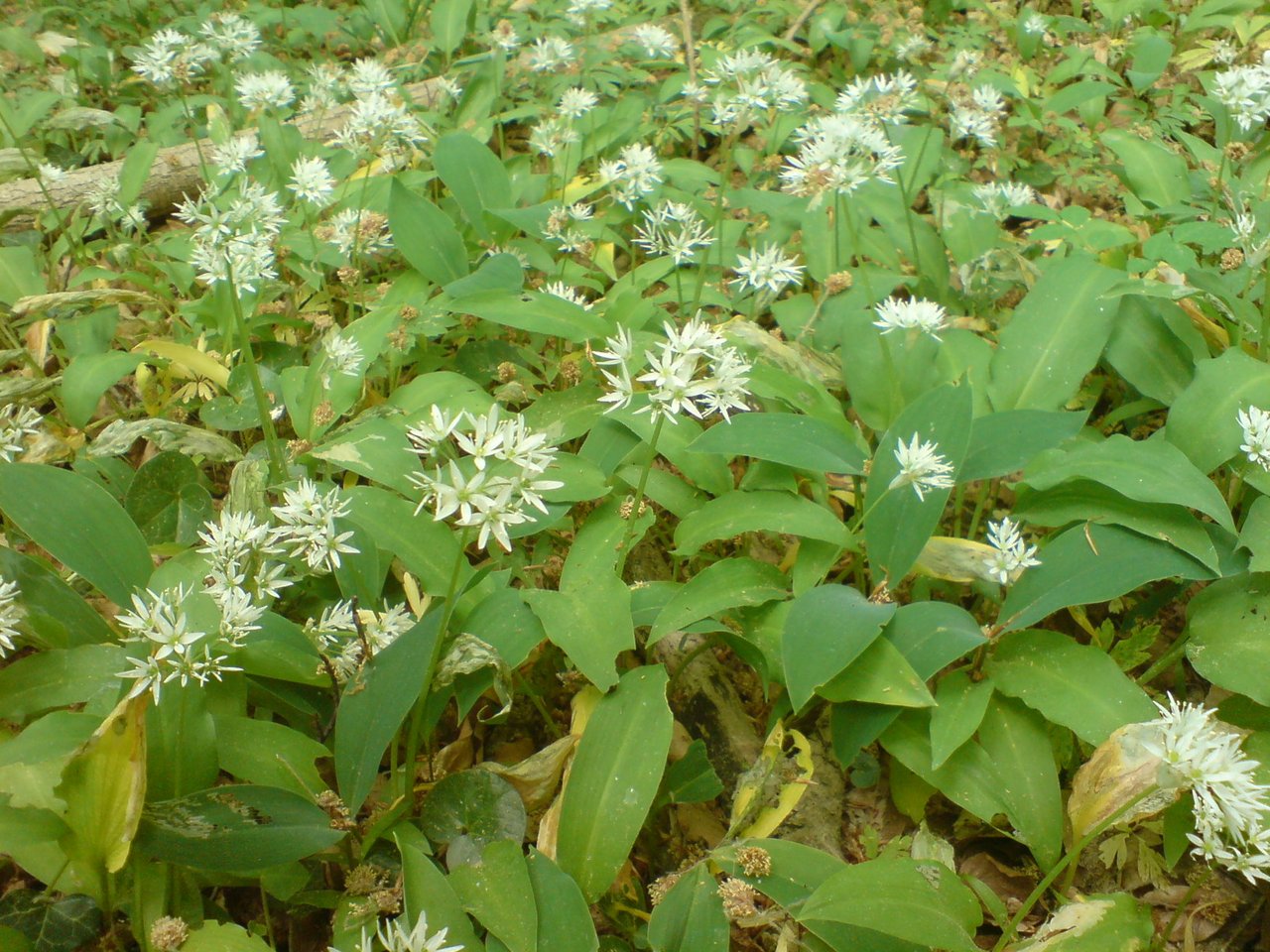 Allium ursinum (medvědí česnek) a Convallaria majalis (konvalinka) vedle sebe v jarním háji, nebezpečná botanická záměna, čichová zkouška k rozlišení