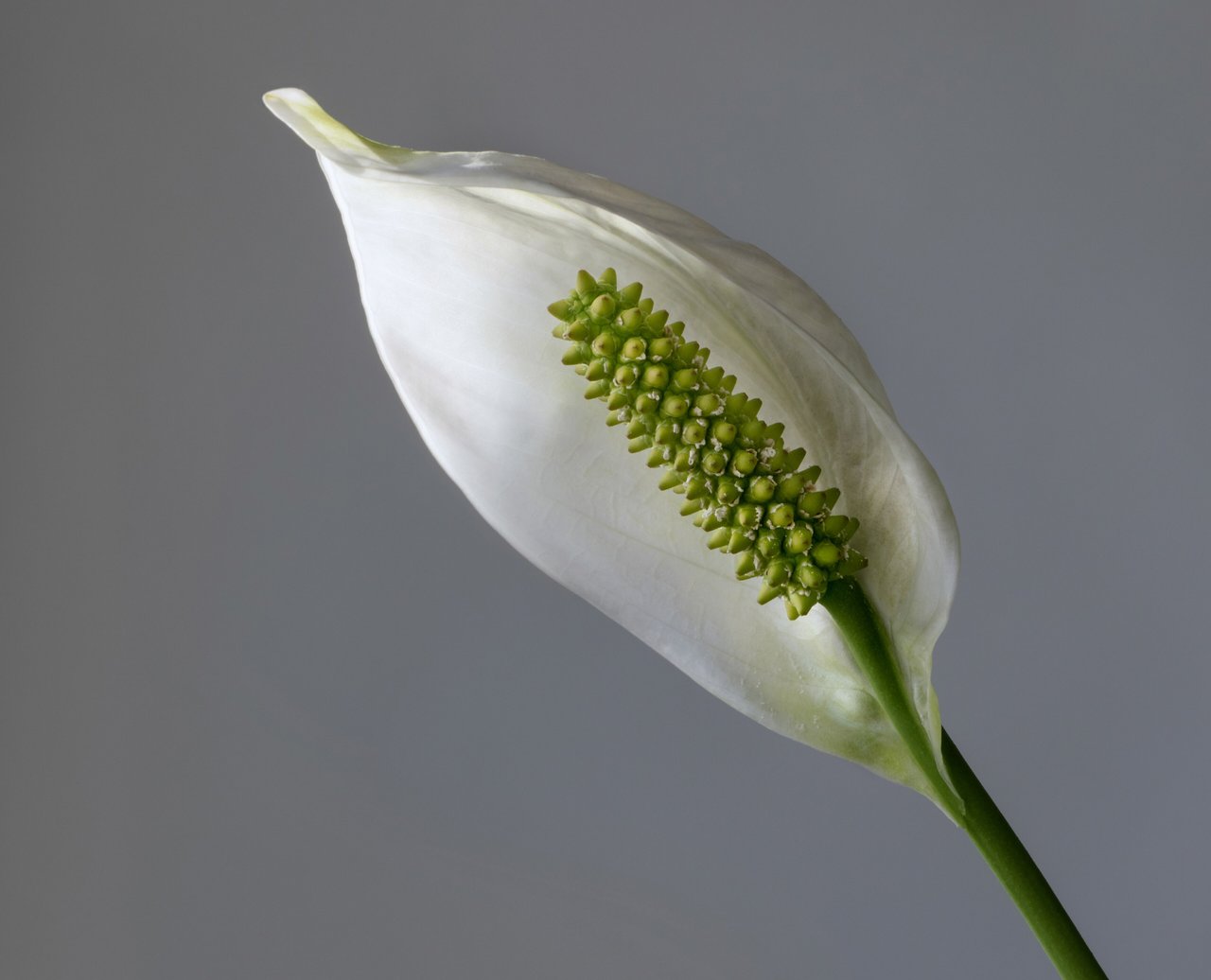 Feuillage sombre et spathe blanche de spathiphyllum en pot