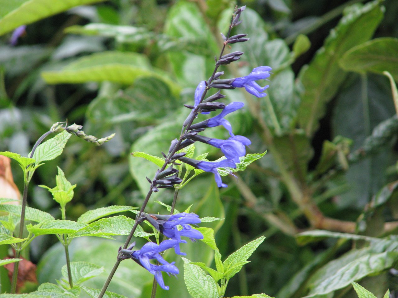 Fleurs bleu encre à calice noir de sauge guaranitique 'Black and Blue'