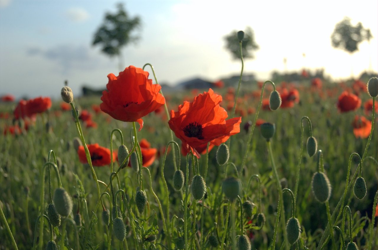 Pole vlčích máků Papaver rhoeas ve Flandrech, krajina, z níž vzešel pamětní symbol nošený v Commonwealthu i v Česku 11. listopadu na Den válečných veteránů