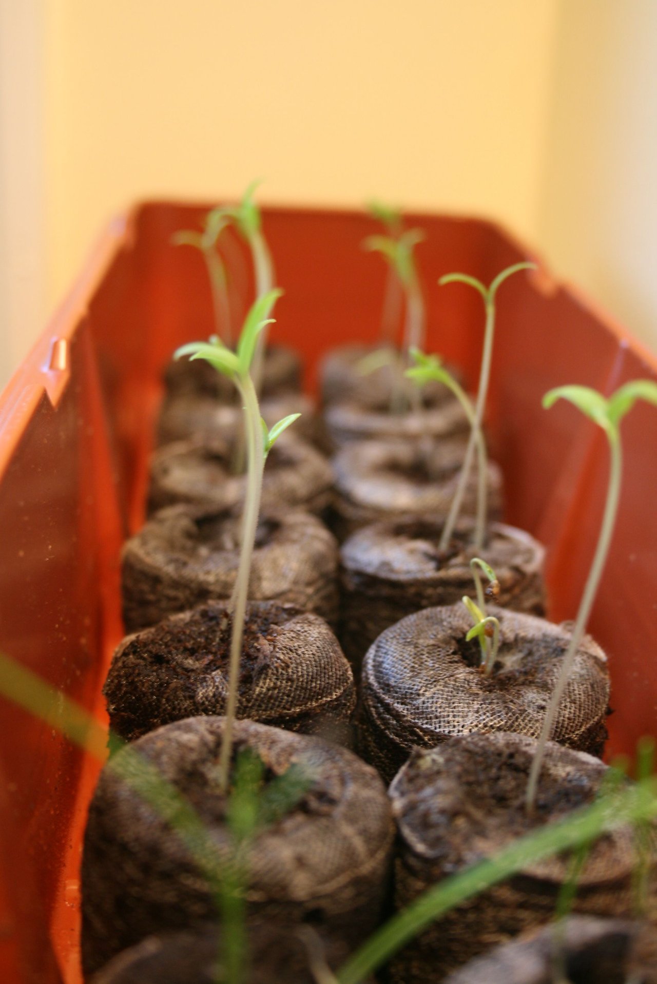 Semis de tomates filés en pastilles de tourbe, tiges longues, pâles et nues sur plusieurs centimètres, cotylédons réduits perchés tout en haut