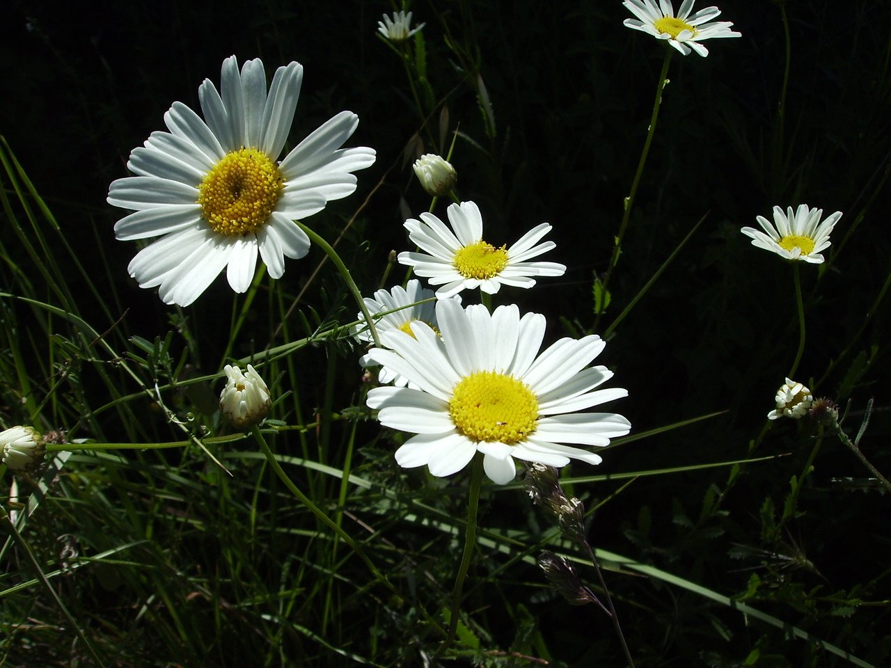 Detail úboru Leucanthemum vulgare, bílé okrajové jazykové kvítky a žluté trubkovité kvítky uprostřed, pseudanthium hvězdnicovitých