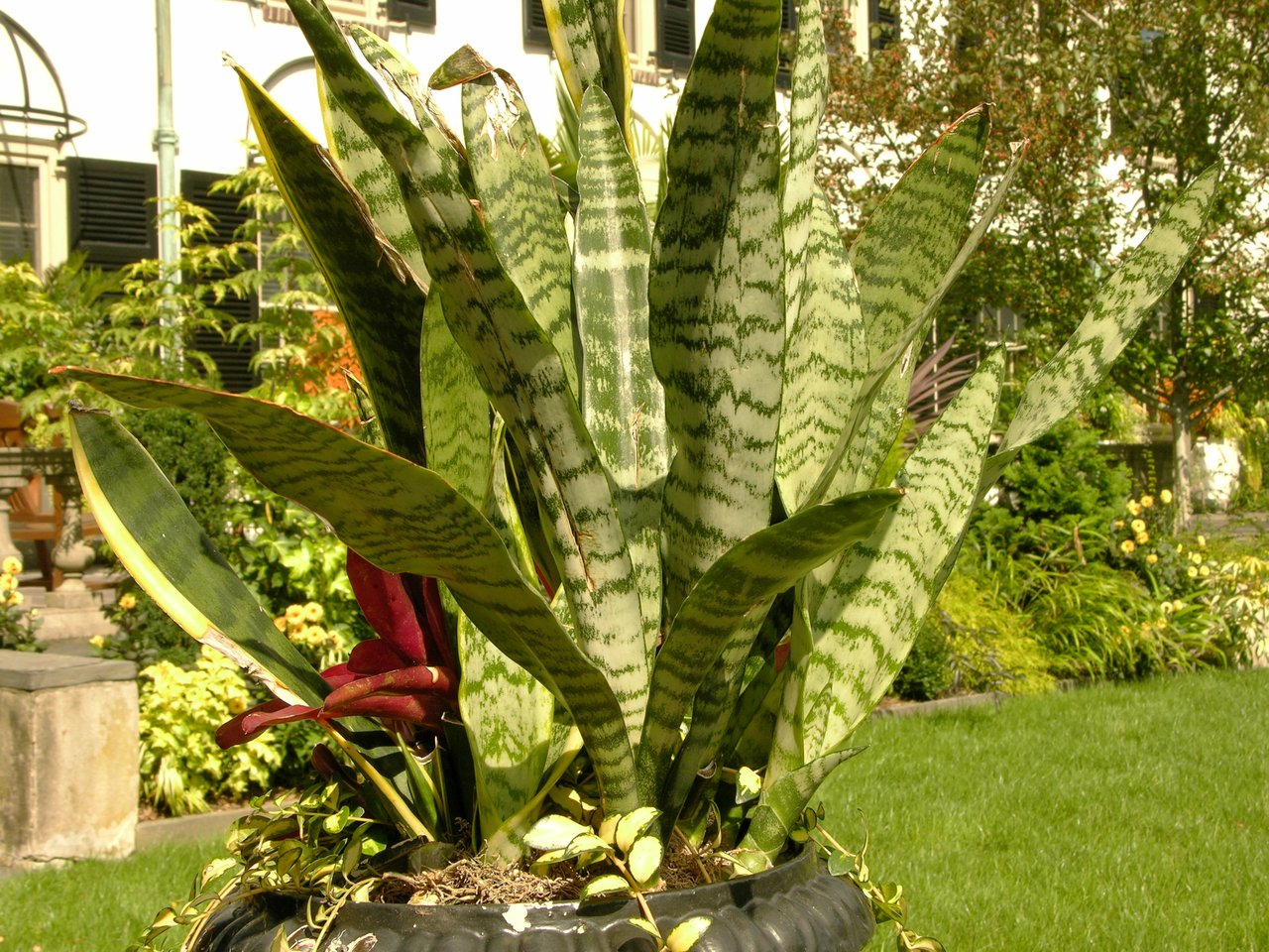 Tchýnin jazyk (Dracaena trifasciata), dužnaté zelené panašované listy v růžici, CAM rostlina s dlouhým oknem zapomnětlivosti