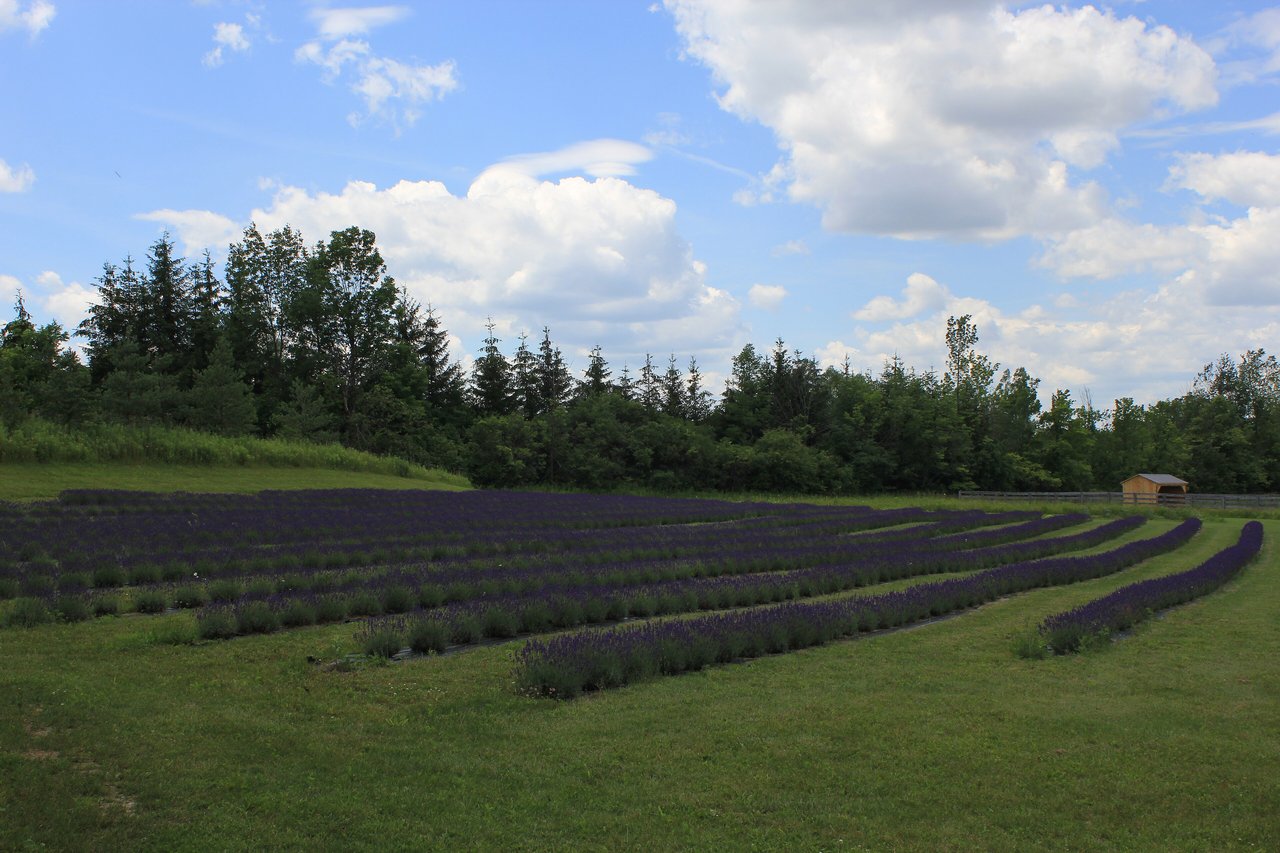 Épis violets de lavande vraie (Lavandula angustifolia) dressés au-dessus d'un feuillage gris-vert en plein soleil