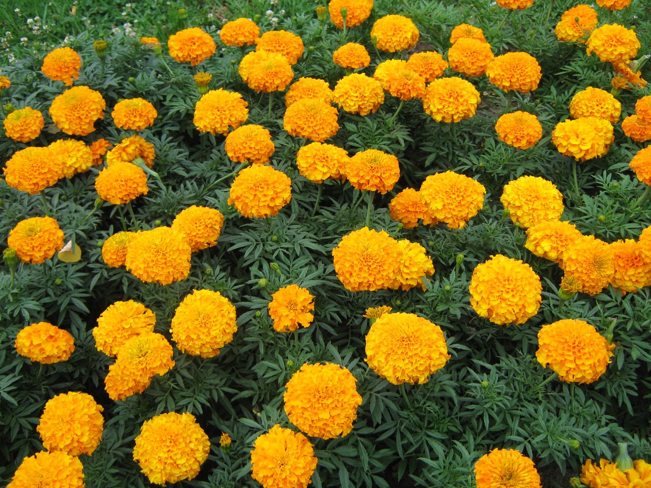 Fleurs orange et brun de souci du Mexique