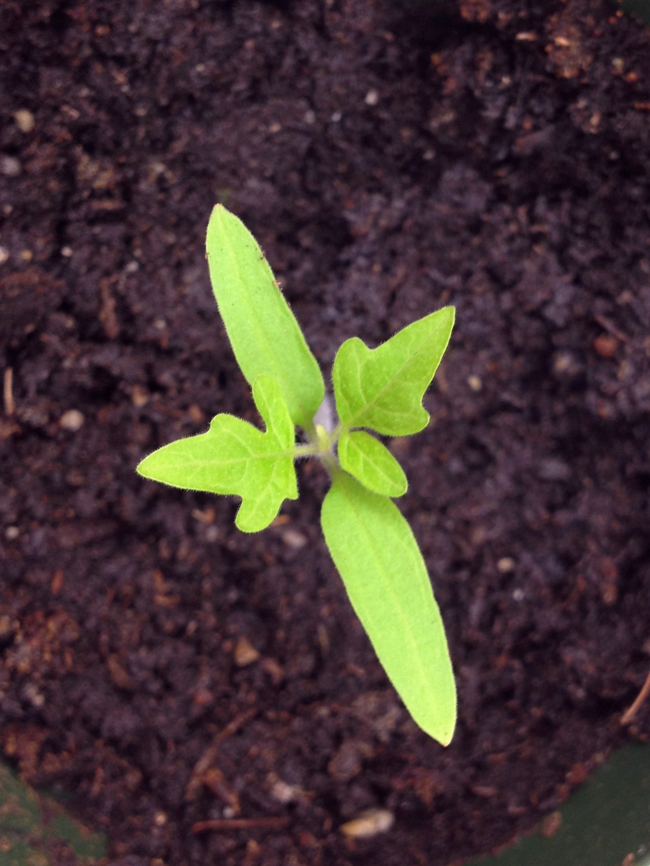 Plantule de tomate vue de dessus au stade de déclenchement du repiquage : deux cotylédons allongés et lisses, deux vraies feuilles découpées et velues au-dessus
