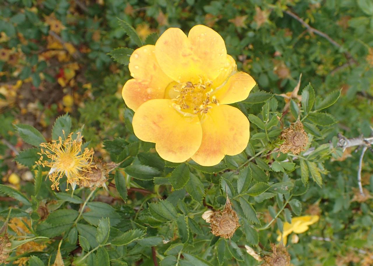 Rosa foetida jaune en fleur, espèce sauvage illustrant l'ancêtre génétique jaune des roses modernes révélé par Nature en avril 2025