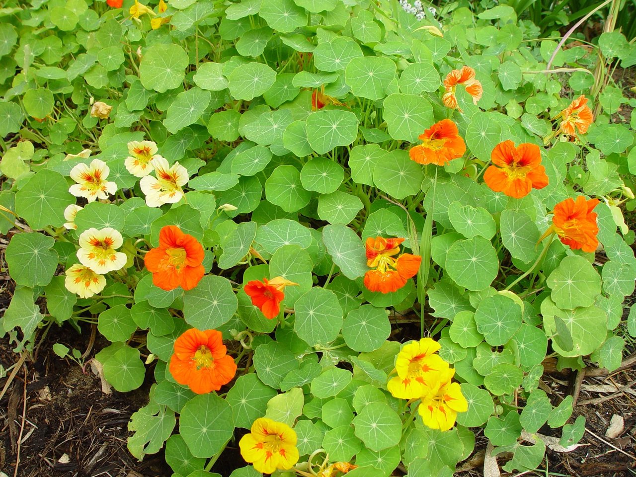 Massif de capucines (Tropaeolum majus) en bordure de potager, fleurs orangées, jaunes et rouges sur feuillage rond, illustration d'une fleur comestible cultivée à domicile, hors filière fleuriste.