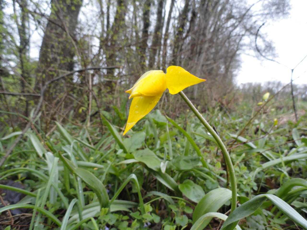 Tulipa sylvestris en fleur à Neydens (Haute-Savoie, France) : tulipe sauvage jaune protégée par l'arrêté du 20 janvier 1982