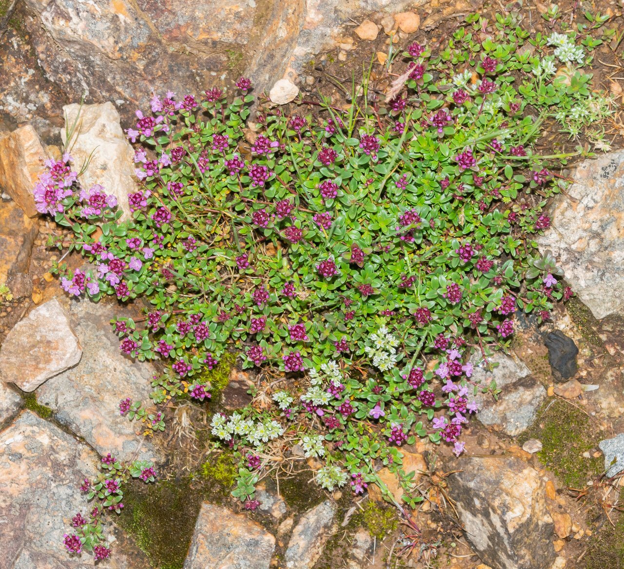 Kvetoucí koberec Thymus serpyllum, mateřídoušky úzkolisté, na osluněném suchém svahu
