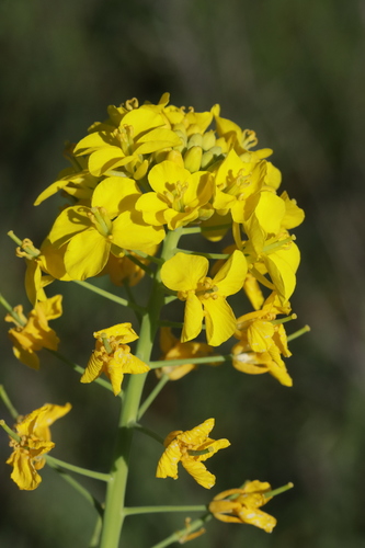 Racines de navet d'automne (Brassica rapa) fraîchement arrachées, blanches et violacées