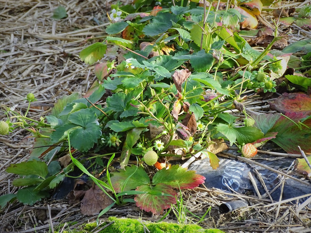 Pied de fraisier entouré de paille étalée jusqu'au ras des pétioles, cœur laissé dégagé, bande de film plastique noir affleurant sous le feuillage et fruits verts posés sur la paille