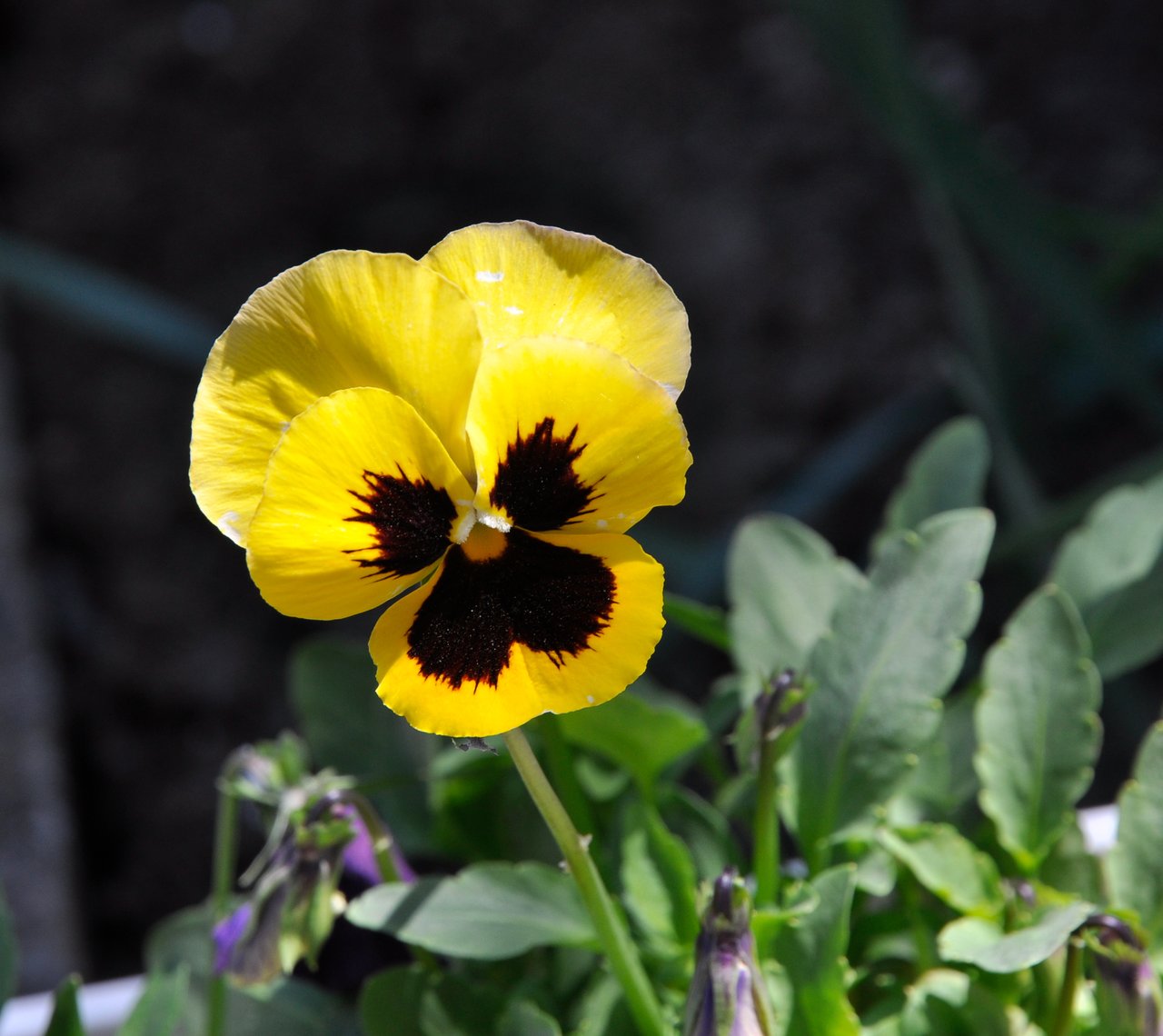 Pensees (Viola wittrockiana) violettes et jaunes en pleine floraison, fleurs bisannuelles semees en juillet pour le printemps suivant