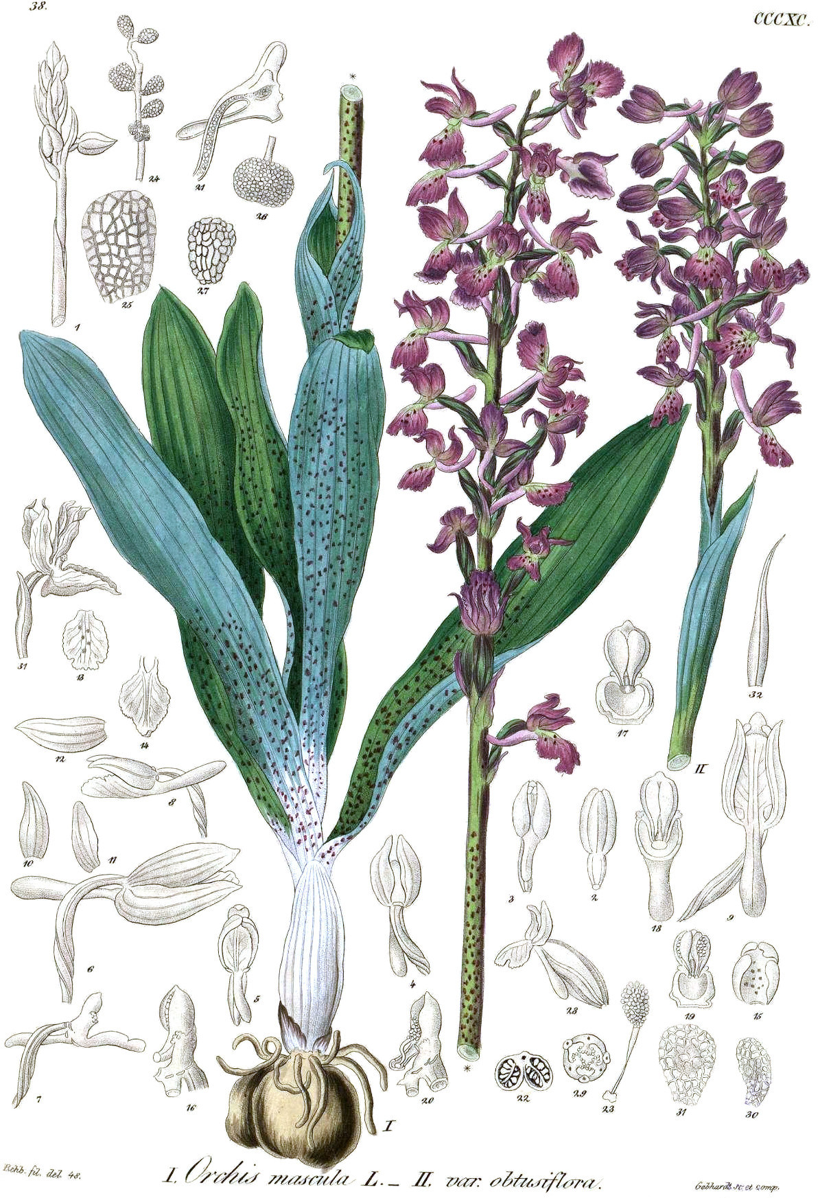 Orchis mascula, planche 390 de Icones Florae Germanicae et Helveticae (Reichenbach, 1851), tubercules doubles visibles à la base, origine de l'étymologie ὄρχις, signification orchidée